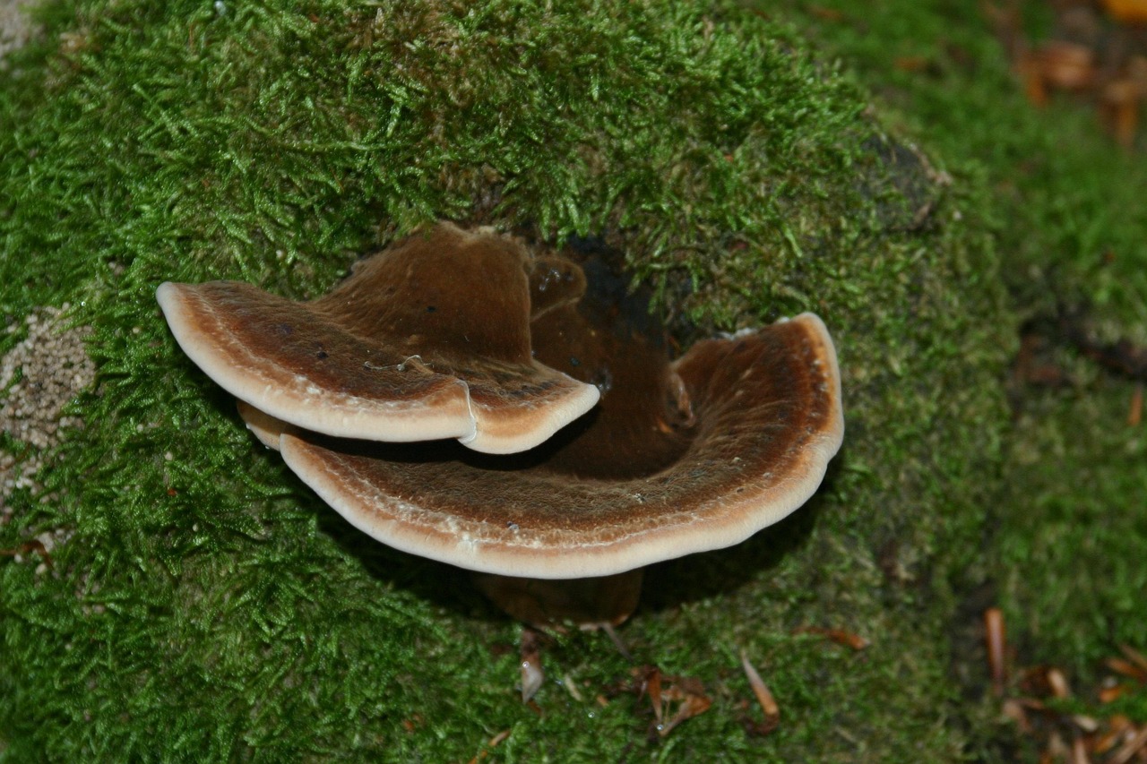 soul- 黑平台代理